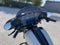 2023 Harley-Davidson FLHXST - Street Glide ST Base