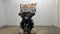 2026 Harley-Davidson FLHXL - Street Glide Limited Base