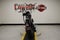 2024 Harley-Davidson Softail FXST - Standard