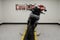 2026 Harley-Davidson Pan America 1250 ST