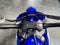 2027 Yamaha YZ250F Base